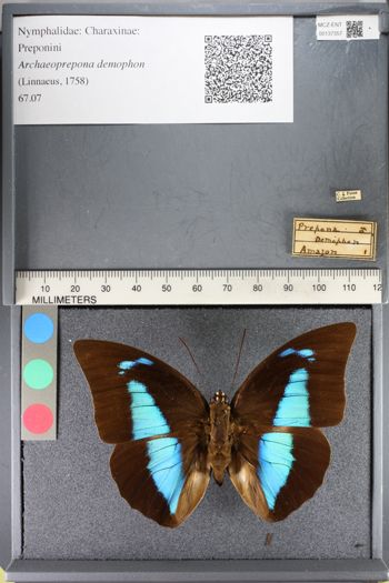 Media type: image;   Entomology 137357